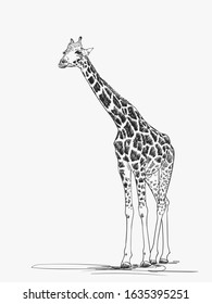 Giraffe vector sketch, Hand drawn illustration