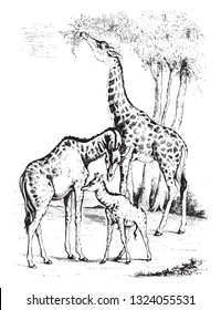 Girafa, vintage gravada ilustração. 