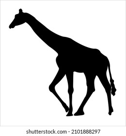 giraffe walking in the forest