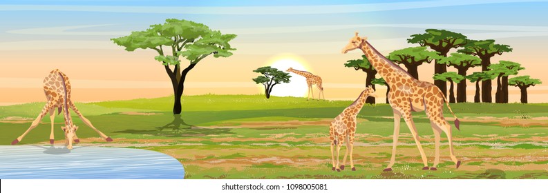 Giraffe at the watering place. Adult giraffes and young giraffe child. African savannah. Coast of the river or lake. Realistic vector landscape. The nature of Africa. Reserves and national parks. 