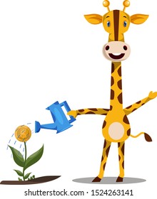 Giraffe watering plants, illustration, vector on white background.