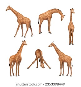 Giraffe. Wild african animals standing giraffe decent vector realistic pictures collection