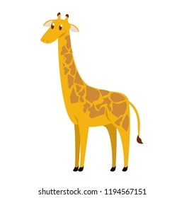 Giraffe wild animal