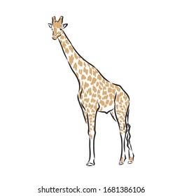 giraffe wild animal of Africa, sketch vector illustration