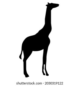 Giraffe, wild animal, mammal, living in Africa in savanna, vector, illustration in black and white color, isolated on white background 