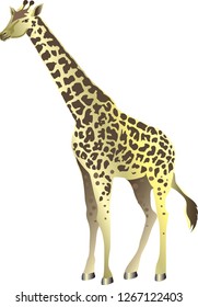 Giraffe , Wild Animal From Savana Afroca - Vector Illustration