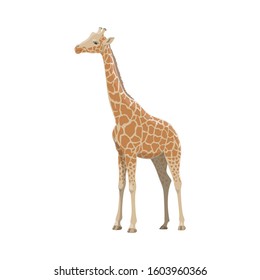 Giraffe wild animal vector isolated icon. African safari zoo and savanna hunt trophy giraffe