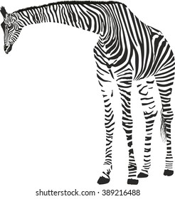 Giraffe in the Zebra camouflage
