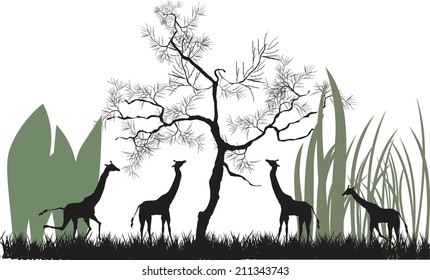 Giraffen under tree