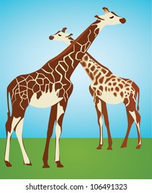 giraffes