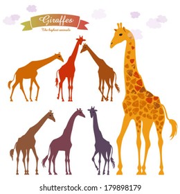 giraffes