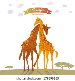 giraffes