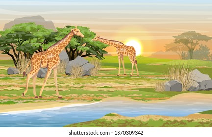 Giraffes in the African savannah. Wild animals at a watering place. Wildlife of Africa. Realistic Vector Landscape
