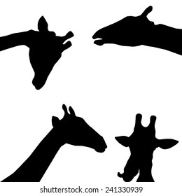 giraffes black silhouette on white background. vector
