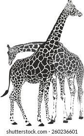 giraffes - black vector graphics isolated on white background