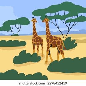 Giraffes couple wild African animals in tropical nature, savanna landscape. Savana park, safari parkland in Africa. Southern wildlife. Long-necked tall mammals walking. Flat vector illustration