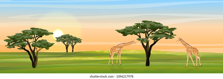 Giraffes eat the foliage of acacia trees in the African savannah. Realistic vector landscape. The nature of Africa. Reserves and national parks.