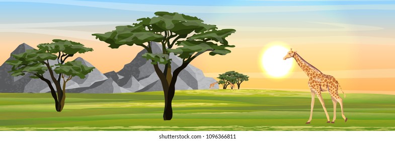 Giraffes eat the foliage of acacia trees in the African savannah. Mountains on the horizon. Realistic vector landscape. The nature of Africa. Reserves and national parks.