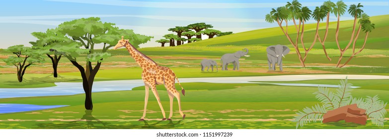 Giraffes eat the foliage of acacia trees. Family of African elephants at the watering hole. African savannah. Realistic vector landscape. The nature of Africa. Reserves and national parks.