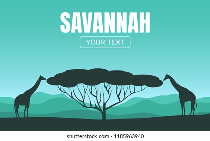 Giraffes eat leaves from a tree in savannah