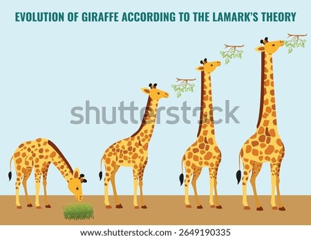 Giraffes evolved long necks by stretching to reach high leaves passing this trait to offspring over generations