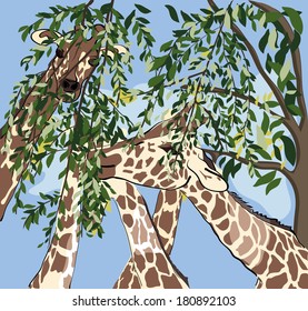 Giraffes Having Meal