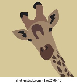 Cabeza de jirafas, ilustración, vector sobre fondo blanco.