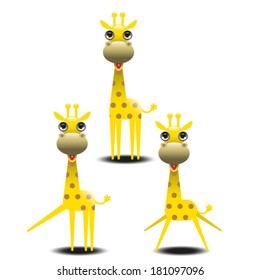 giraffes isolated on white background 