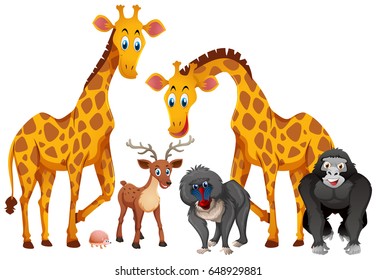 Girafas y monos ilustrados de fondo blanco