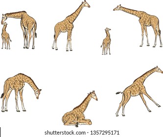 Giraffes in motion, different poses, color