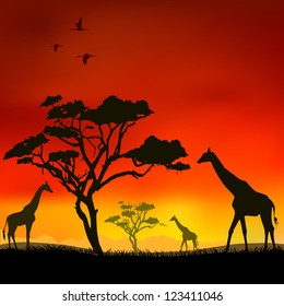 The  giraffes on a red background. Vector.