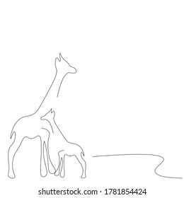Girafas sobre el dibujo de la línea de fondo blanca, ilustración vectorial