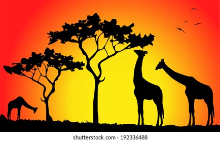 giraffes in the savannah