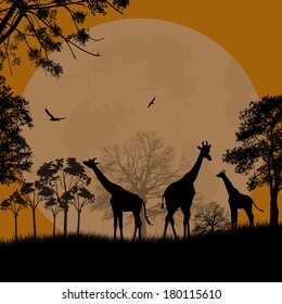 Giraffes silhouette in africa at beautiful sunset, vector illustration