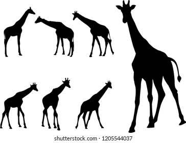 giraffes silhouettes collection - vector