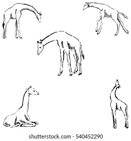 Giraffes. A sketch by hand. Pencil drawing