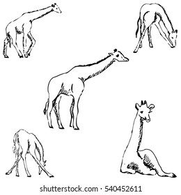 Giraffes. A sketch by hand. Pencil drawing