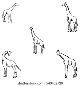 Giraffes. A sketch by hand. Pencil drawing