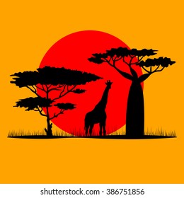 Giraffes at sunset in Savannah. Vector illustration
