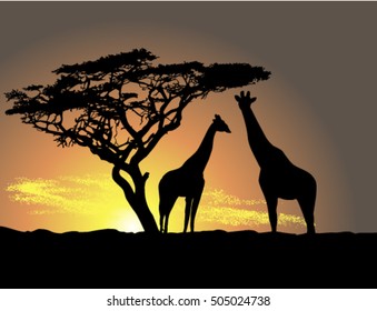 giraffes at sunset silhouette