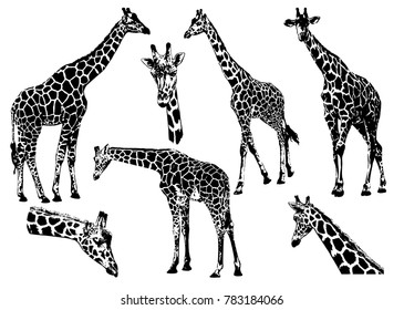 Giraffes, vector collection