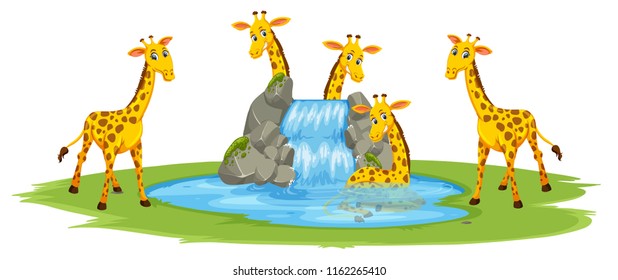 giraffes with waterfall white background