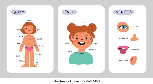 Girl body anatomy. Kid face part and senses. Child anatomy, body parts: leg, head, arm, belly, neck, fingers, eye, ear, nose. Cartoon illustration for preschool educational lesson. Vector