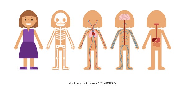 Girl body anatomy vector illustration. Human skeleton, circulatory system, nervous system and digestive systems.