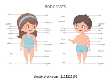 Girl and boy body parts. Front view. Biology education banner. Cartoon colorful vector illustration.