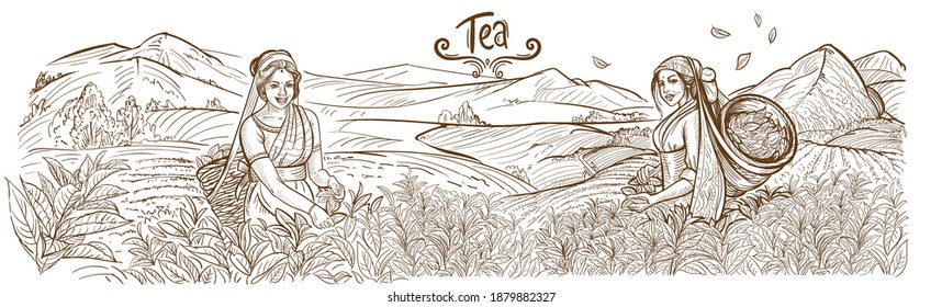 
The girl collects tea leaves in a basket on a plantation in the mountains of India. Mountain landscape. Outline drawing, sketch, lines