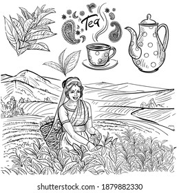 
The girl collects tea leaves in a basket on a plantation in the mountains of India. Mountain landscape. Outline drawing, sketch, lines