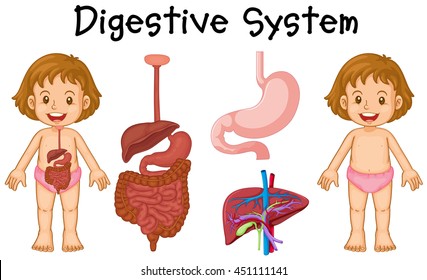 Girl and digestive system diagram illustration