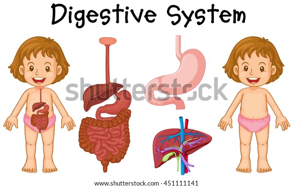 Girl Digestive System Diagram Illustration 스톡 벡터(로열티 프리) 451111141