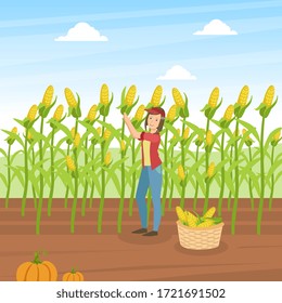 Girl Farmer Collecting Corn, Agricultural Worker Standing on Background of Corn Field with Basket Full of Corncobs Vector Illustration